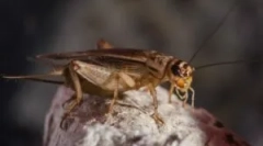 Како да се ослободите од штурците дома